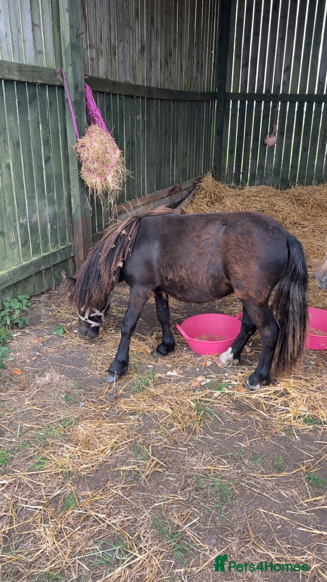 Shetland pony horses for sale: Shetland ponys  - Image 8