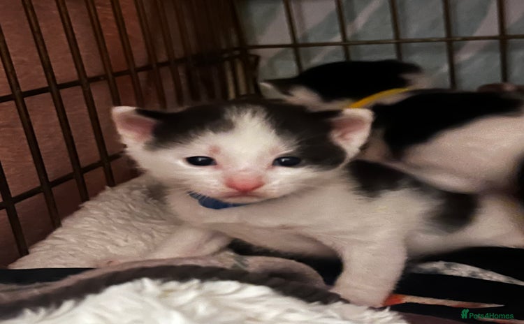 Mixed Breed cats - Advert 15