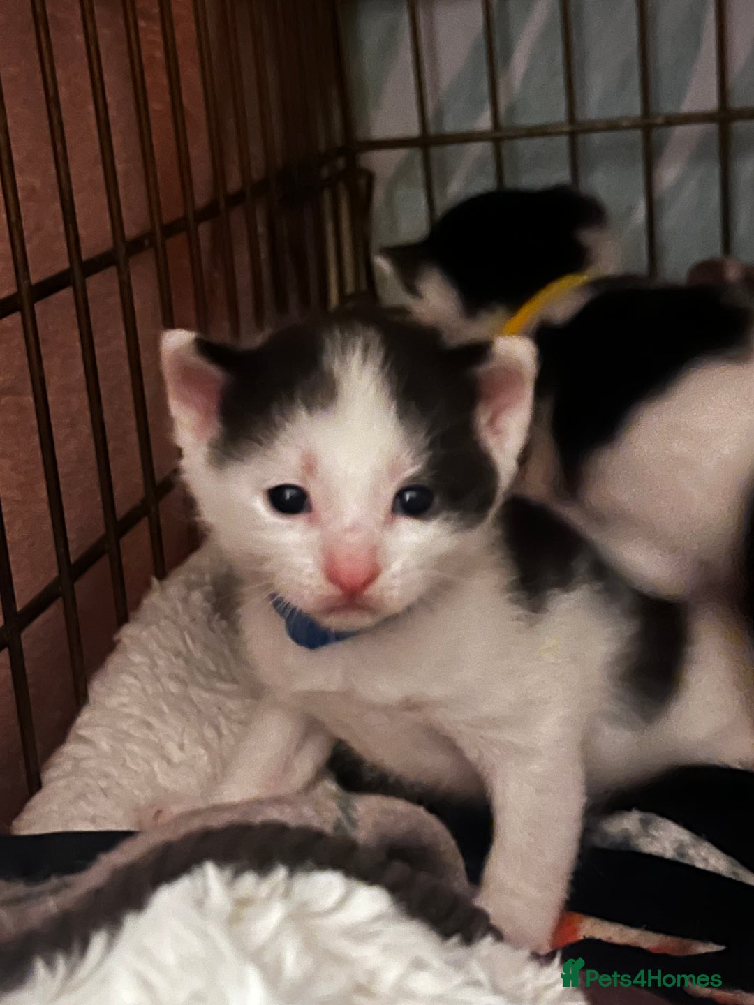 Mixed Breed cats for sale: Black and white kittens  - Image 1