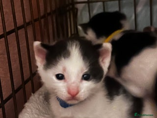 Mixed Breed cats - Advert 18