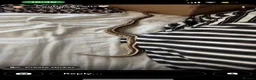 Python Snake reptiles for sale: Free to good home snake and set up in Birmingham - Advert 2