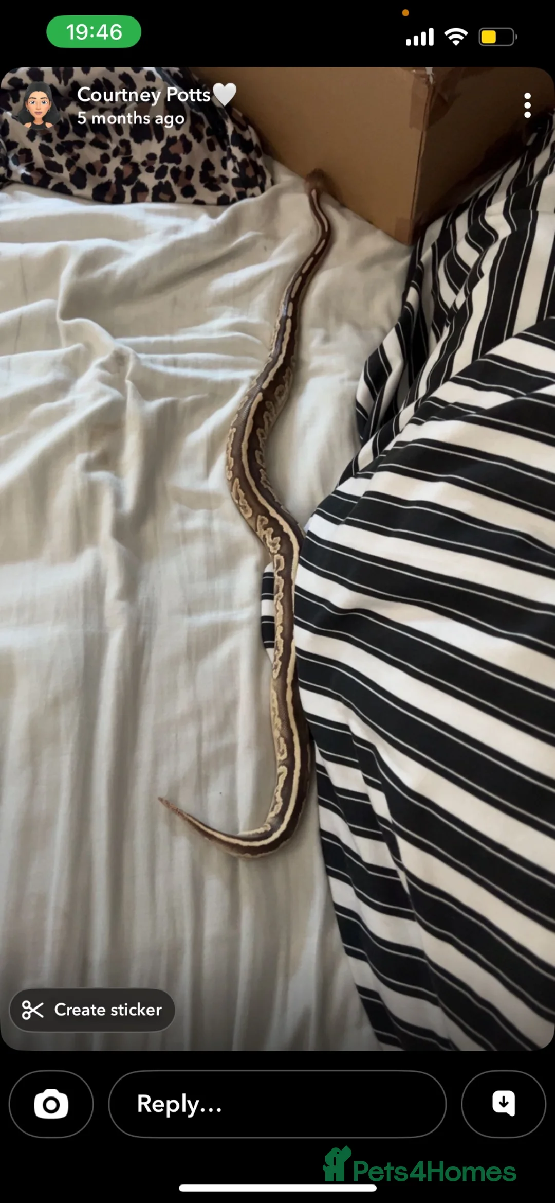 Python Snake reptiles for sale: Free to good home snake and set up in Birmingham - Advert 2