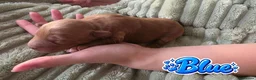 Mixed Breed dogs for sale: 4 Beautiful Cavapoo/Australian Labradoodle Puppies - Advert 18