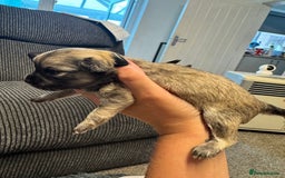 Chihuahua dogs for sale: Chihuahua puppies for sale - Image 7
