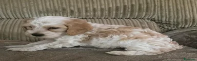 Cockapoo 1