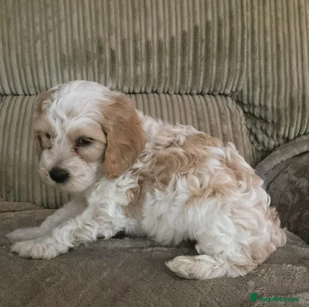 Cockapoo dogs for sale: Cockapoo Puppies – Looking for loving homes - Advert 2