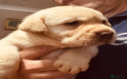 Labrador Retriever dogs for sale: Chunky KC reg Show line Champagnes boys  - Image 1