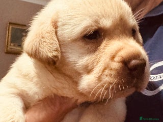 Labrador Retriever dogs - Advert 1