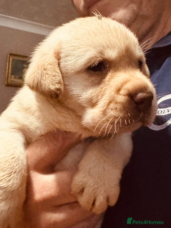 Labrador Retriever dogs - Advert 10