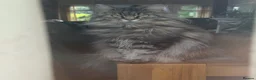 Maine Coon cats for sale: 5 yr old female MC - Advert 4