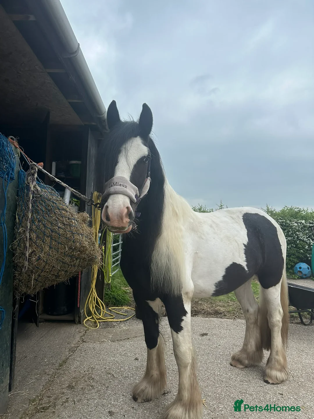 Irish Cob horses for sale: 13.3h cob gelding in Chester - Advert 2