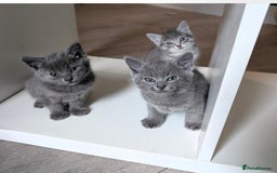 Mixed Breed cats for sale: Kittens  - Image 1