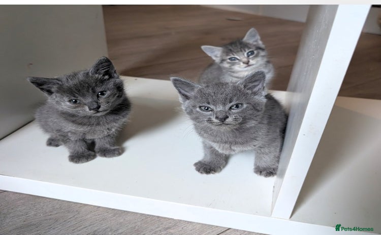 Mixed Breed cats - Advert 3