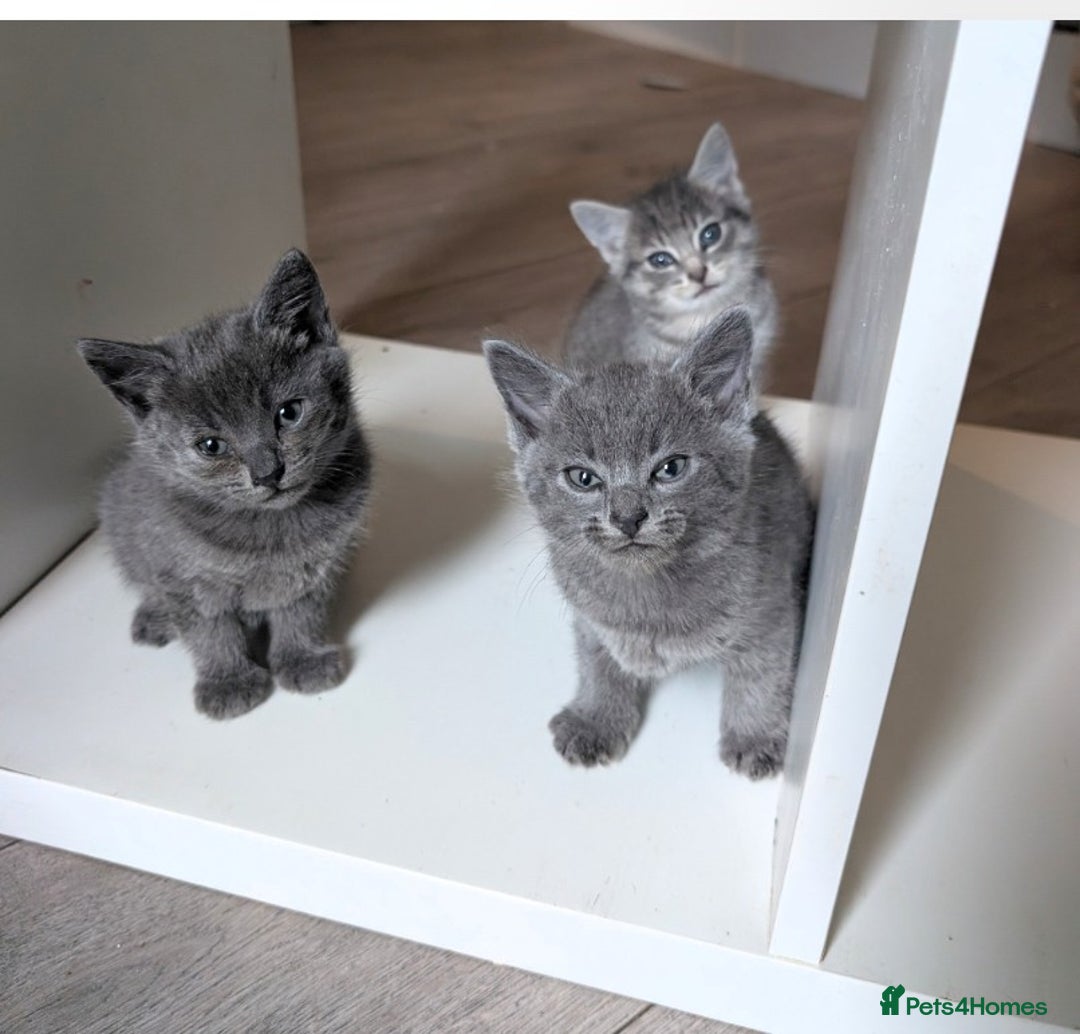 Mixed Breed cats for sale: Kittens  - Image 1