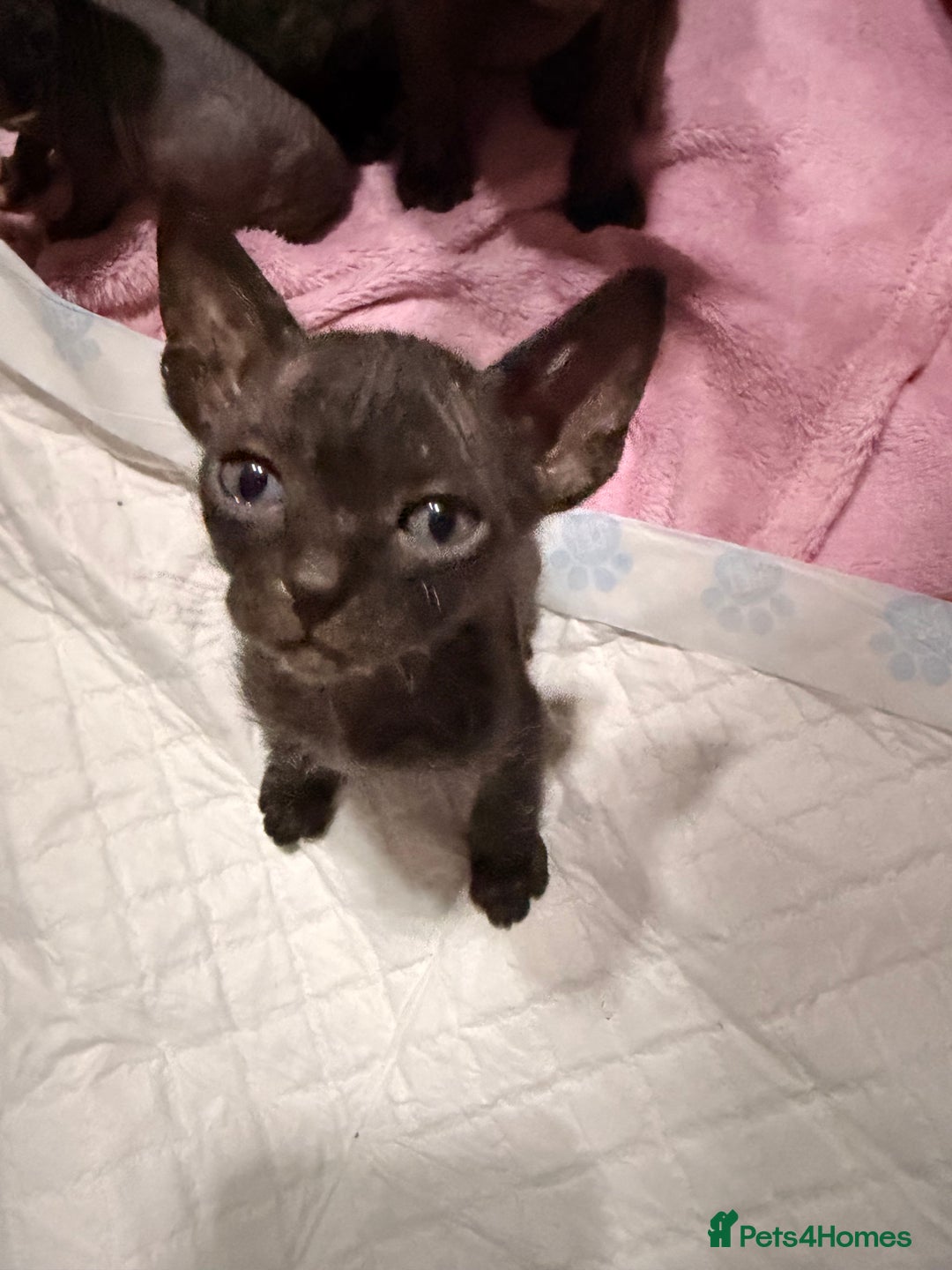 Sphynx cats for sale: Beautiful Sphynx and Elf kittens 🐾🩵🩷 - Advert 19