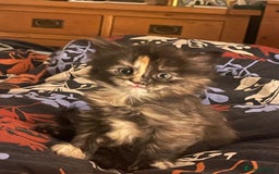 British Longhair cats for sale: Maincoon x British Long haired kitten.  - Image 1