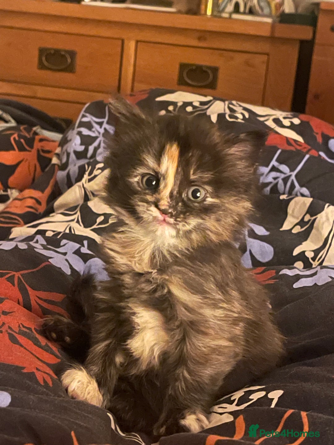 British Longhair cats for sale: Maincoon x British Long haired kitten.  - Image 1