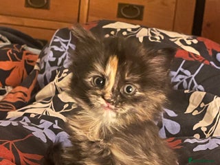 British Longhair cats - Advert 1