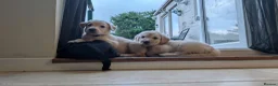 Double Doodle dogs for sale: Double doodle puppies (labradoodle/goldendoodle)🐶 - Advert 2