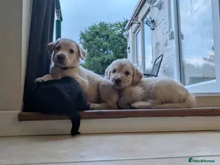 Double Doodle dogs Double doodle puppies 🐶 (hypoallergenic) - Advert 3
