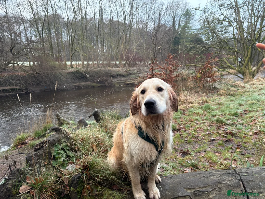 Golden Retriever dogs for stud: 🐾 Proven Golden Retriever Stud Available 🐾 - Advert 9