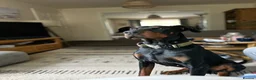 Dobermann dogs for stud: Stud Dog European Dobermann  - Advert 1