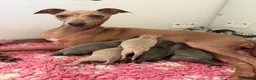 Italian Greyhound dogs for sale: KC reg Italian greyhounds - Advert 13