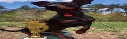 Miniature Pinscher dogs for stud: MINIATURE PINSCHER FOR STUD in Enfield - Advert 4