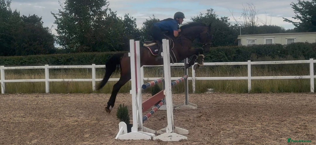 English Thoroughbred horses for sale: Fifty shades of Bay - What a horse  - Image 3