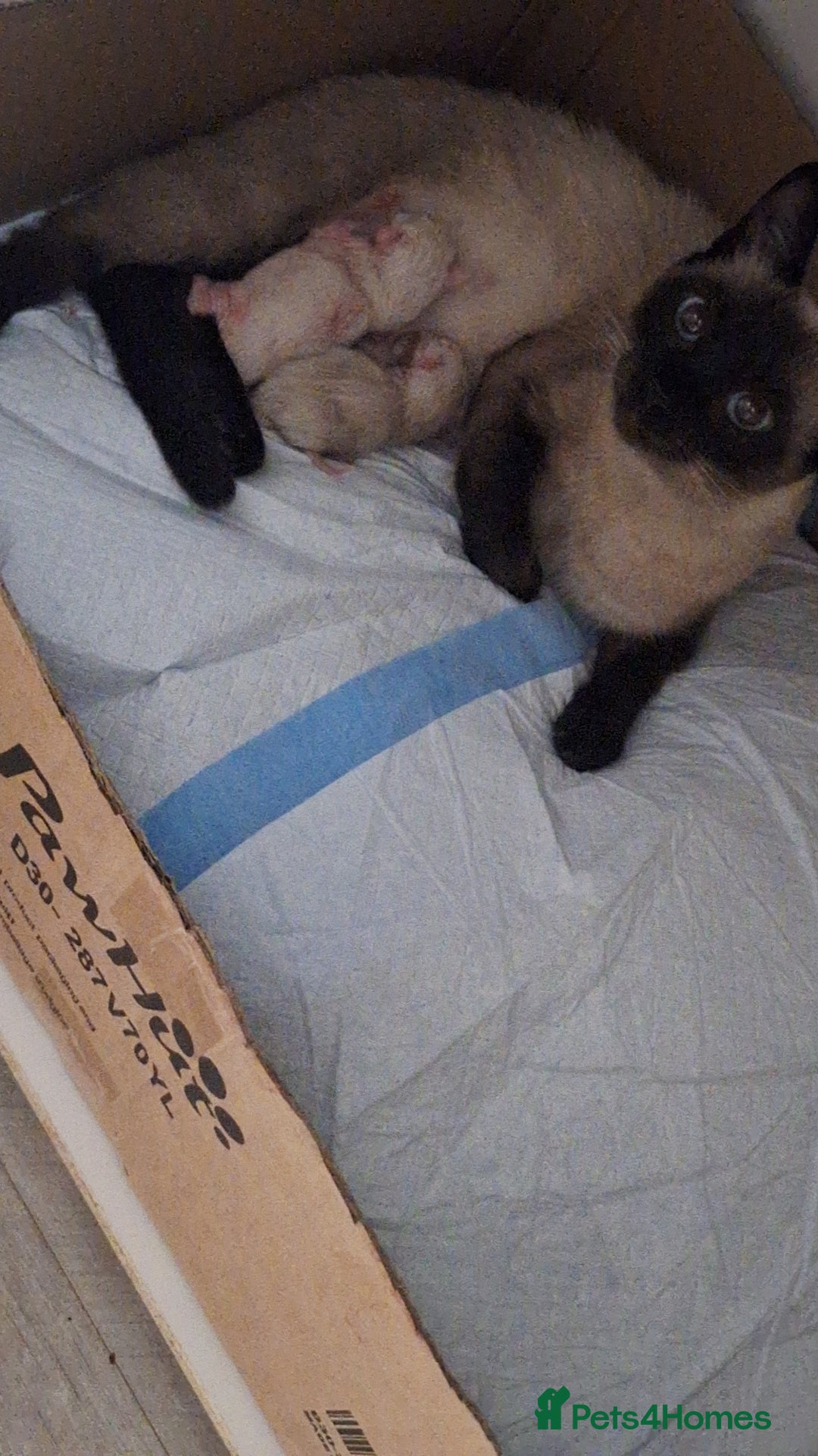 Ragamese cats for sale: 1 boy 1 girl ragamese kittens - Image 9