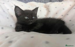 Ragdoll cats for sale: 2 Gorgeous Ragdoll kittens - Image 7