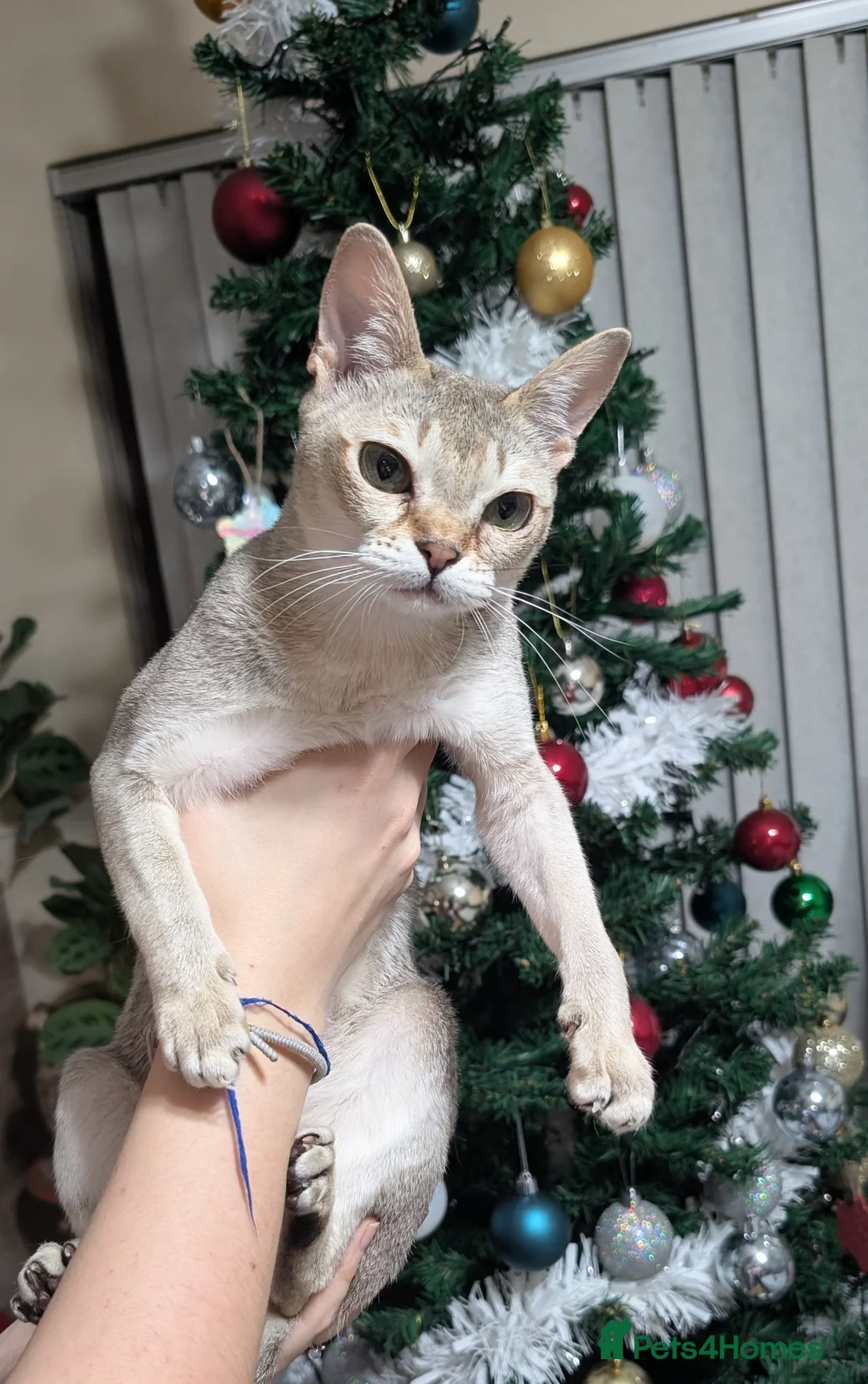 Singapura cats for sale: Singapura girl  - Advert 2