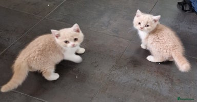 British Shorthair cats ONE SUPER FRIENDLY BRITISH SHORTHAIR GCCF REG - Advert 10