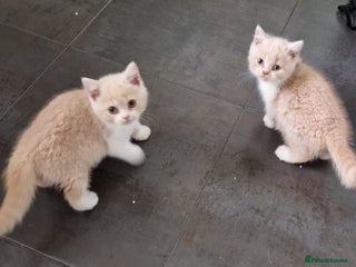 British Shorthair cats ONE SUPER FRIENDLY BRITISH SHORTHAIR GCCF REG - Advert 8