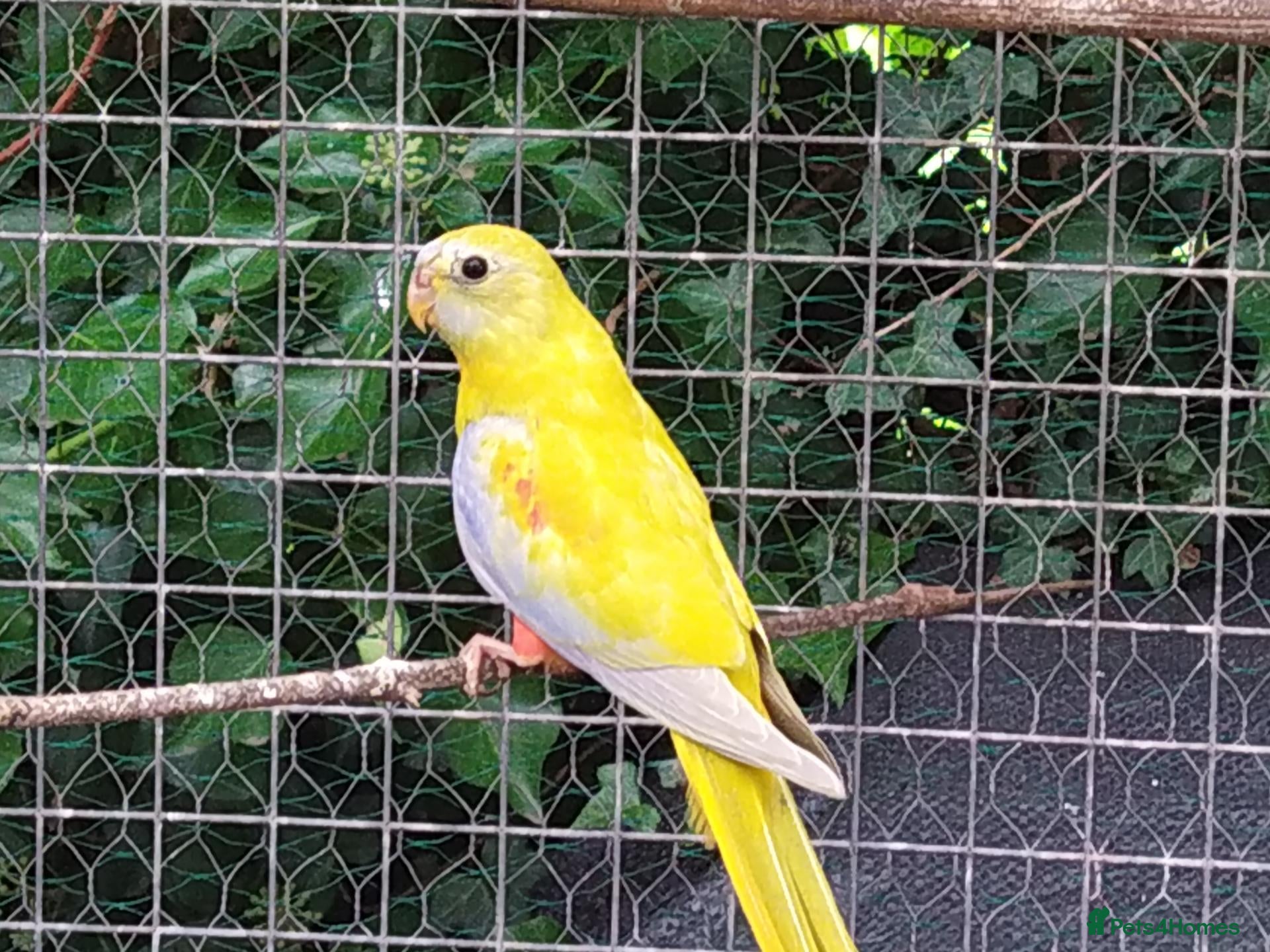 Cockatiels birds DNA pairs barraband parrot parakeets cockatiels - Advert 2
