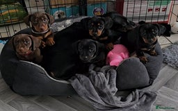 Miniature Dachshund dogs for stud: Miniature Dachshund for stud - Image 4