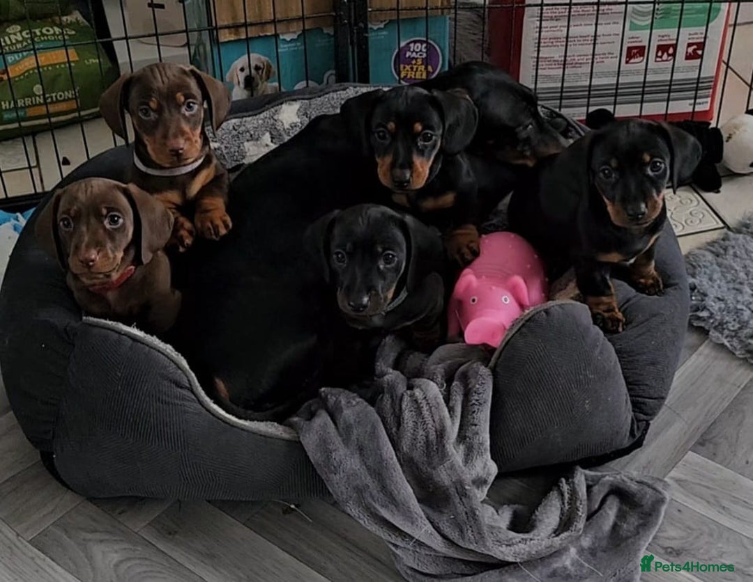 Miniature Dachshund dogs for stud: Miniature Dachshund for stud - Image 4