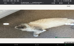 Ragdoll cats for sale: Ragdoll cross kittens  - Image 1