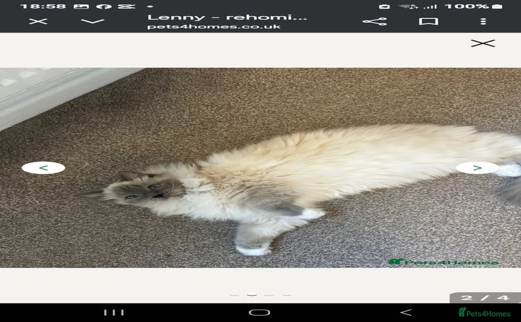 Ragdoll cats - Advert 10