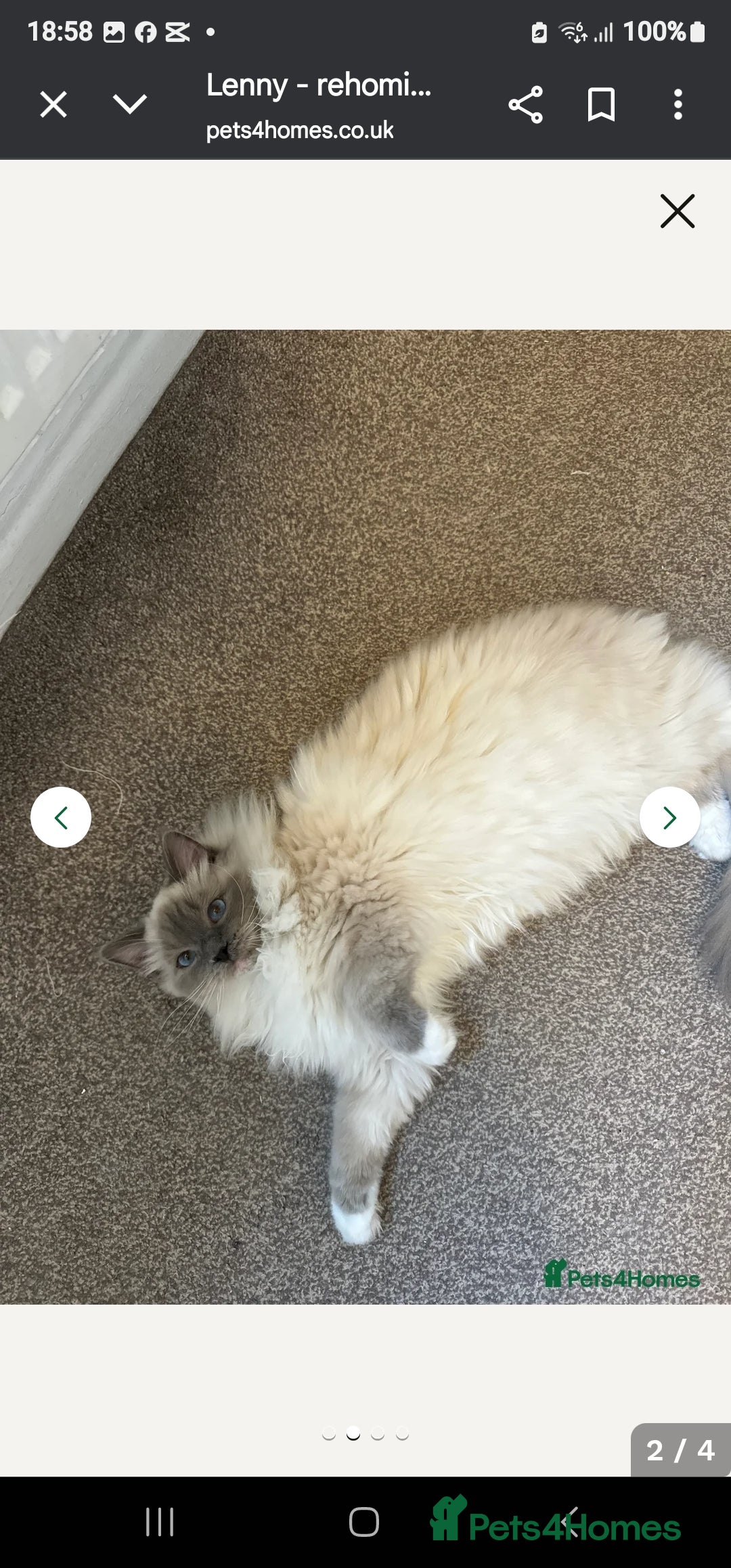 Ragdoll cats for sale: Ragdoll cross kittens  - Image 1