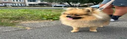 Pomeranian dogs for sale: Mr and miss  - Advert 6