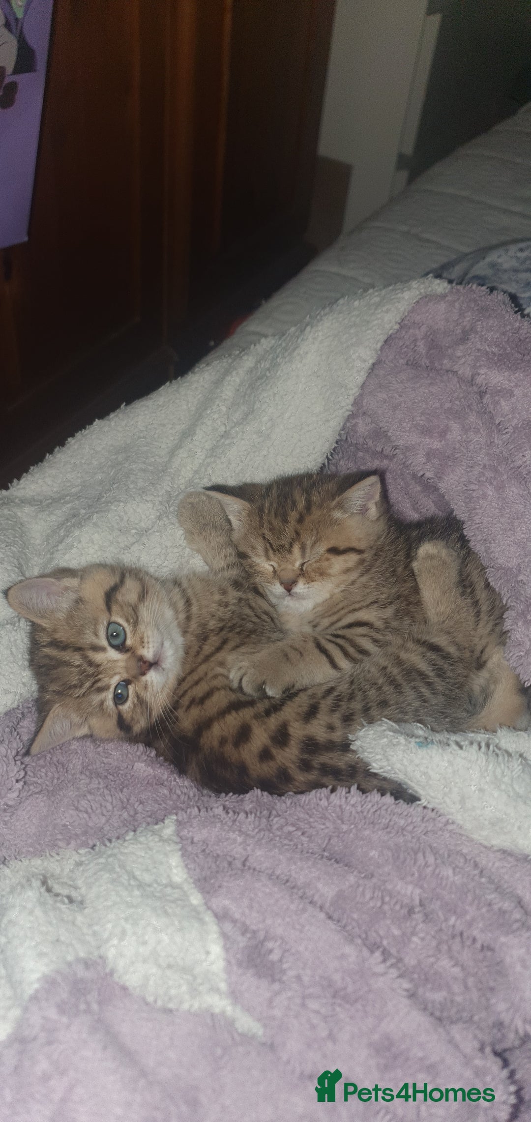 British Shorthair cats for sale: British Shorthair Black and Brown Golden Tabby ✨️  - Advert 9