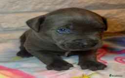 Mixed Breed dogs for sale: Cane Corse X puppies  - Image 8