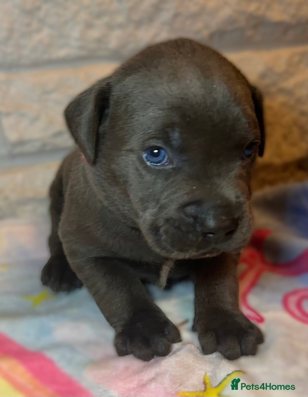 Mixed Breed dogs for sale: Cane Corse X puppies  - Image 8
