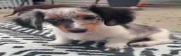 Dachshund dogs for sale: 2 LEFT  in Romford - Advert 12