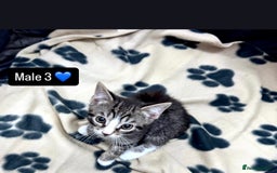 Domestic Shorthair cats for sale: 4 kittens available  - Image 11