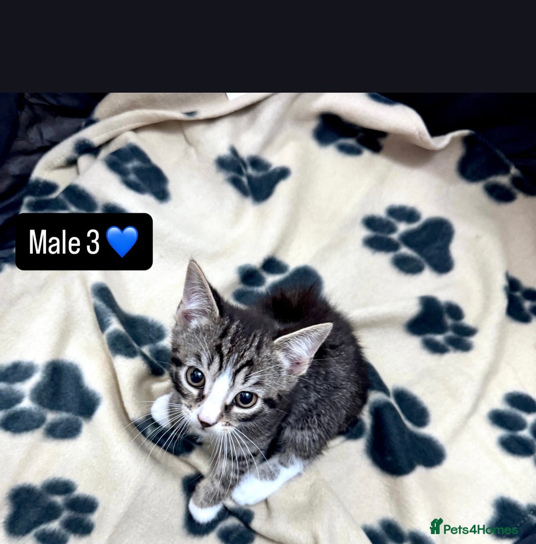 Domestic Shorthair cats for sale: 4 kittens available  - Image 11