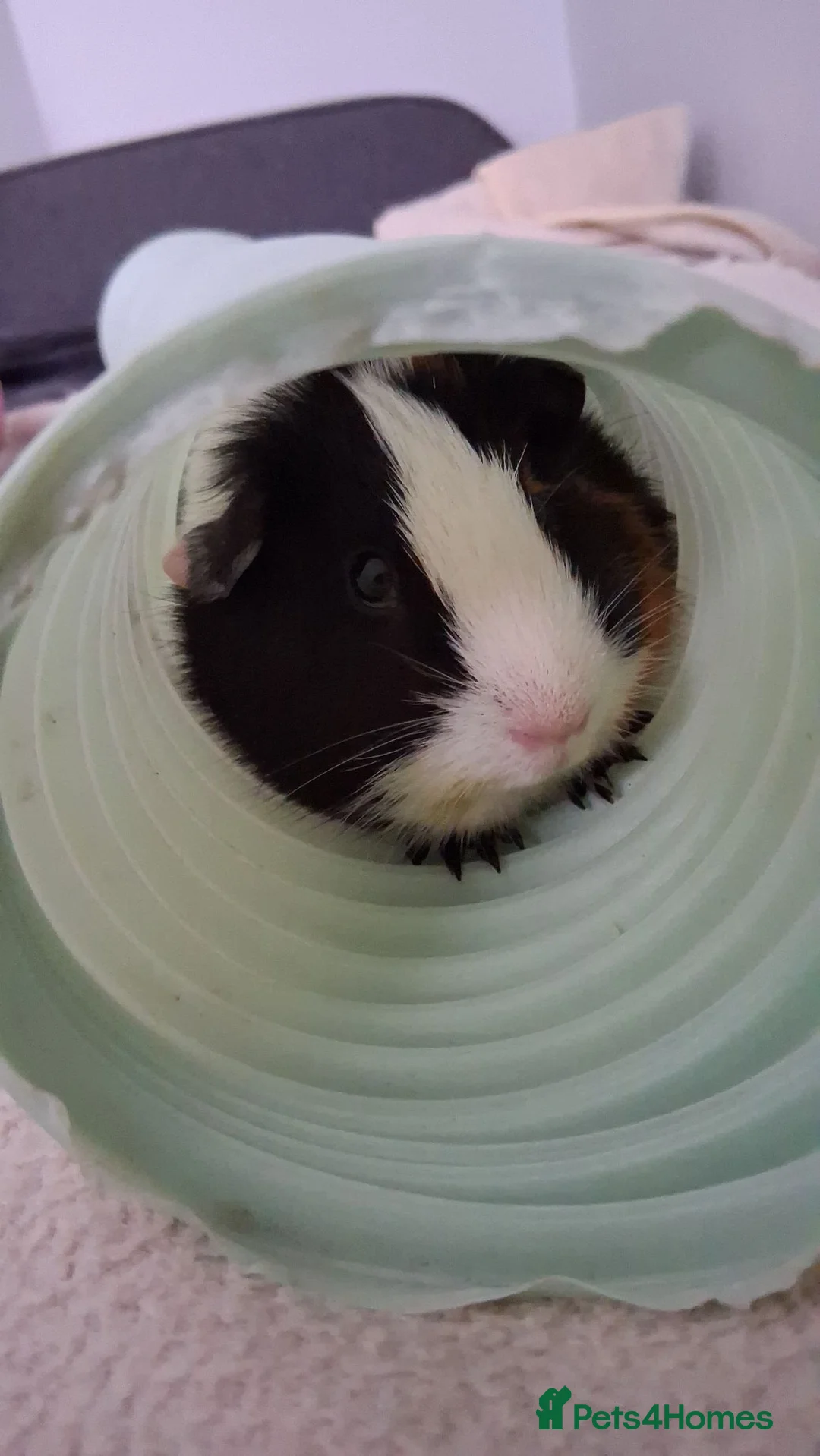 Guinea Pig rodents for sale: 🐹 Two adorable guinea pigs  in Slough - Advert 2