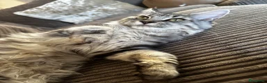 Maine Coon 1