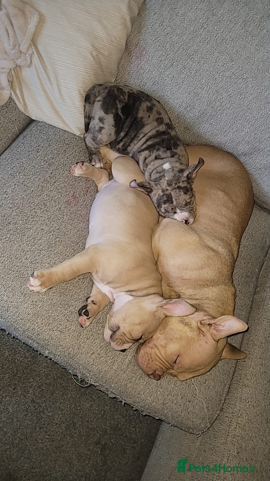 American Bully dogs for sale: 3 American bully’s males  - Advert 3